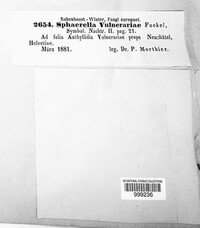 Mycosphaerella vulnerariae image